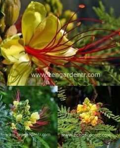 Caesalpinia tohumu sarı cennet kuşu çiçeği