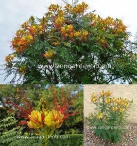 Caesalpinia tohumu sarı cennet kuşu çiçeği