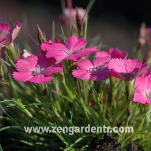 Kokulu alpin karanfil dianthus pavonius