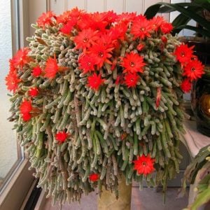 Kırmızı çiçekli kaktüs echinopsis chamaecereus 1 adet 5,5 cm saksı