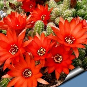 Kırmızı çiçekli kaktüs echinopsis chamaecereus 1 adet 5,5 cm saksı