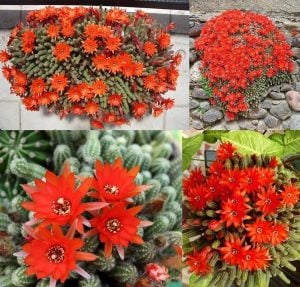 Kırmızı çiçekli kaktüs echinopsis chamaecereus 1 adet 5,5 cm saksı
