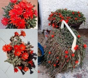 Kırmızı çiçekli kaktüs echinopsis chamaecereus 1 adet 5,5 cm saksı