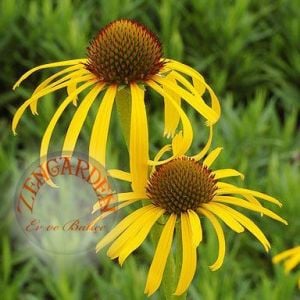 Sarı ekinezya tohumu echinacea paradoxa