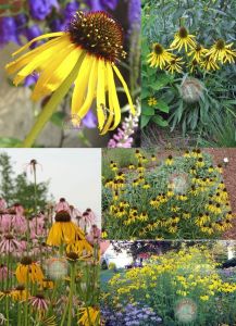 Sarı ekinezya tohumu echinacea paradoxa