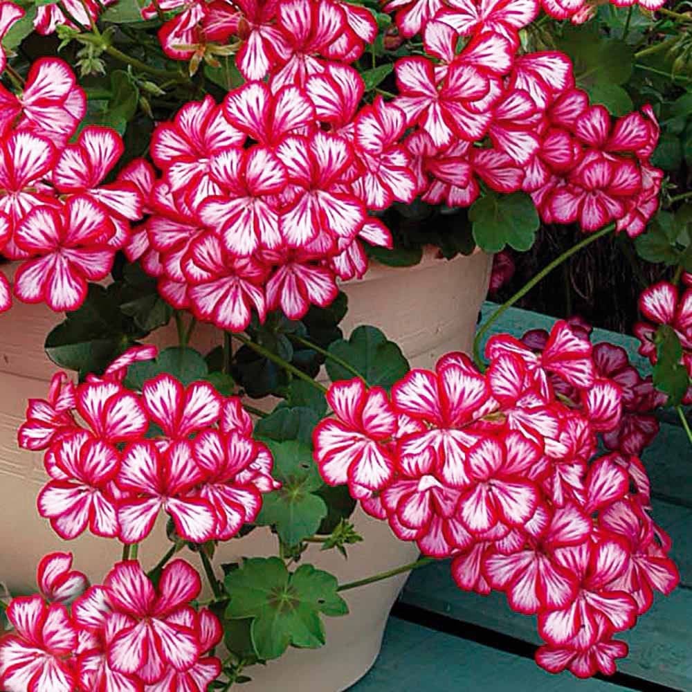 Gerainbow sakız sardunya fidesi purple bicolor