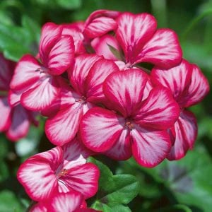 Gerainbow sakız sardunya fidesi purple bicolor