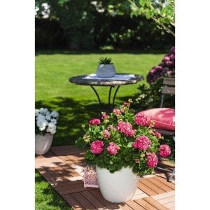 Rosalinda gül sardunya fidesi koleksiyon serisi