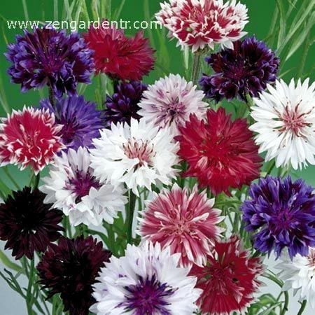 Peygamber çiçeği tohumu centaurea pudra şekeri karışımı