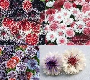 Peygamber çiçeği tohumu centaurea pudra şekeri karışımı