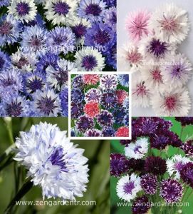 Peygamber çiçeği tohumu centaurea pudra şekeri karışımı