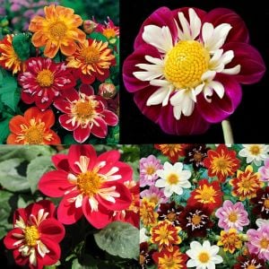 Yıldız çiçeği tohumu dahlia collarette karışımı