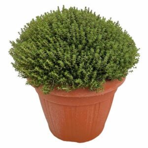 Faustini italyan kekiği fidesi thymus vulgaris faustini italian