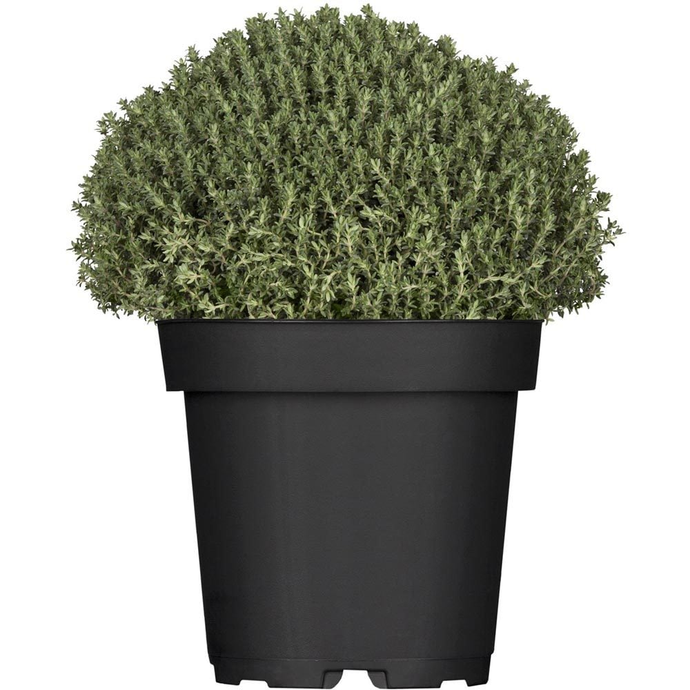 Faustini italyan kekiği fidesi thymus vulgaris faustini italian