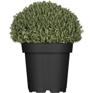 Faustini italyan kekiği fidesi thymus vulgaris faustini italian