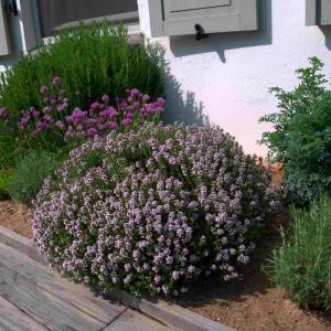 Faustini italyan kekiği fidesi thymus vulgaris faustini italian