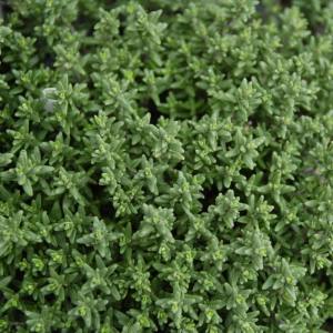 Faustini italyan kekiği fidesi thymus vulgaris faustini italian