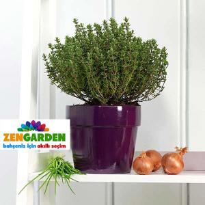 Faustini italyan kekiği fidesi thymus vulgaris faustini italian