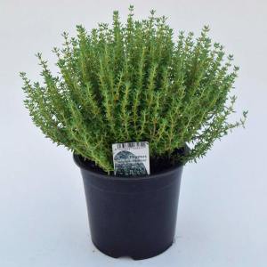 Faustini italyan kekiği fidesi thymus vulgaris faustini italian