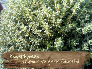 Faustini italyan kekiği fidesi thymus vulgaris faustini italian