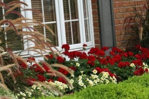 XXL çiçekli koyu kırmızı sardunya fidesi big eeze dark red pelargonium