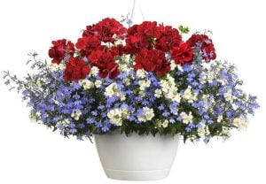 XXL çiçekli koyu kırmızı sardunya fidesi big eeze dark red pelargonium