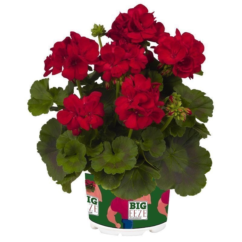 XXL çiçekli koyu kırmızı sardunya fidesi big eeze dark red pelargonium