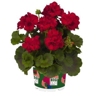 XXL çiçekli koyu kırmızı sardunya fidesi big eeze dark red pelargonium