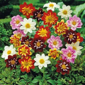 Yıldız çiçeği tohumu dahlia collarette karışımı