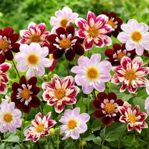 Yıldız çiçeği tohumu dahlia collarette karışımı