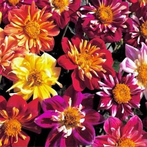 Yıldız çiçeği tohumu dahlia collarette karışımı