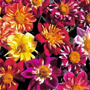 Yıldız çiçeği tohumu dahlia collarette karışımı