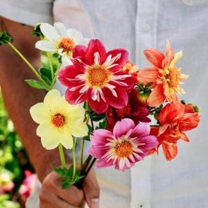 Yıldız çiçeği tohumu dahlia collarette karışımı