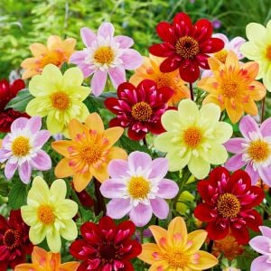 Yıldız çiçeği tohumu dahlia collarette karışımı