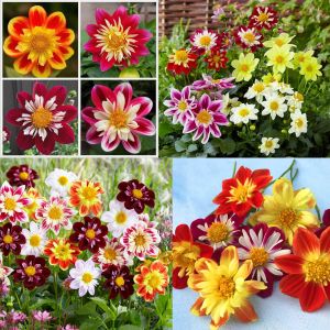 Yıldız çiçeği tohumu dahlia collarette karışımı