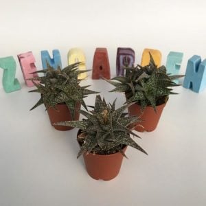Aloe rauhii snowflake aloe sukulent bitki
