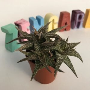Aloe rauhii snowflake aloe sukulent bitki