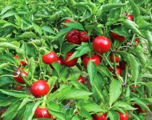 Tatlı kiraz biber tohumu red cherry sweet pepper