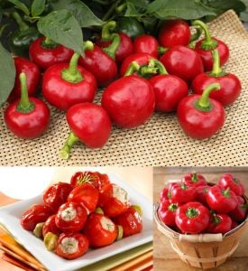 Tatlı kiraz biber tohumu red cherry sweet pepper