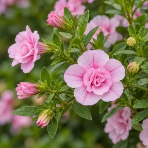 Katlı pembe calibrachoa fidesi sarkan double pink