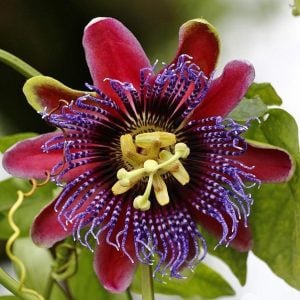 Kırmızı çiçekli passiflora marijke fidanı