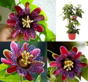 Kırmızı çiçekli passiflora marijke fidanı