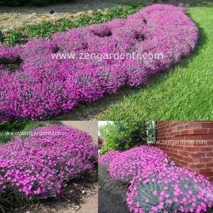 Kokulu karanfil tohumu dianthus cheddar pinks