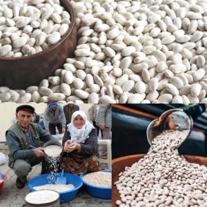 Kütahya Simav Göl fasulyesi tohumu Atalık tohum