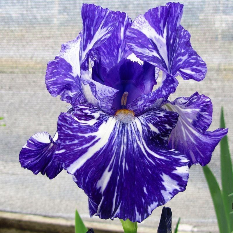 Batik iris germanica saksıda kök süsen