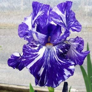 Batik iris germanica saksıda kök süsen