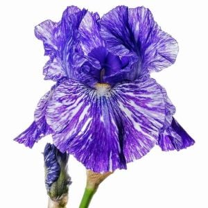 Batik iris germanica saksıda kök süsen