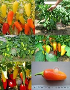 4 renkli jalapeno biberi tohumu orta acı chili jalapeno