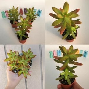 Sedum nussbaumerianum copper stonecrop damkoruğu