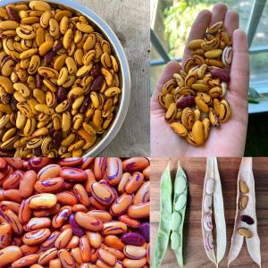 Tiger Eye kaplan gözü Atalık fasulye tohumu oturak tip